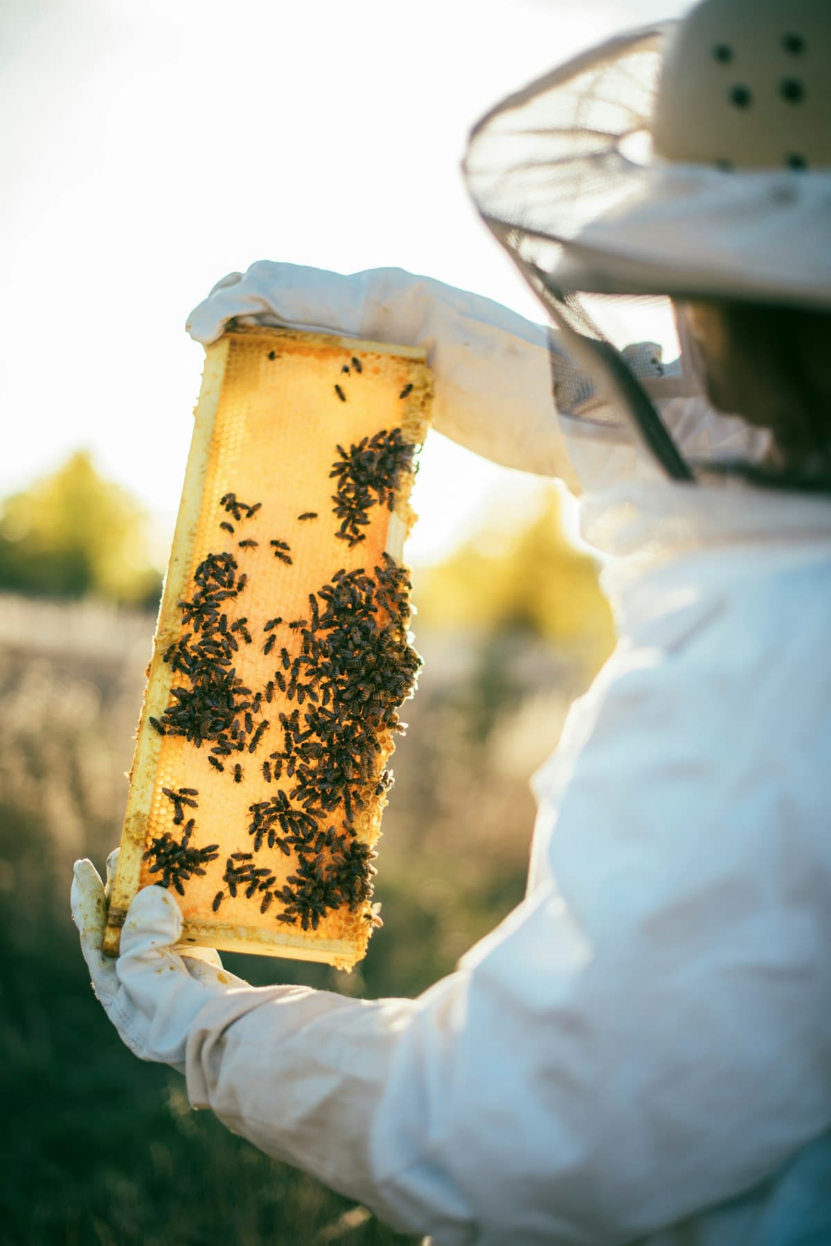 A practitioner working close to bees in soft natural light