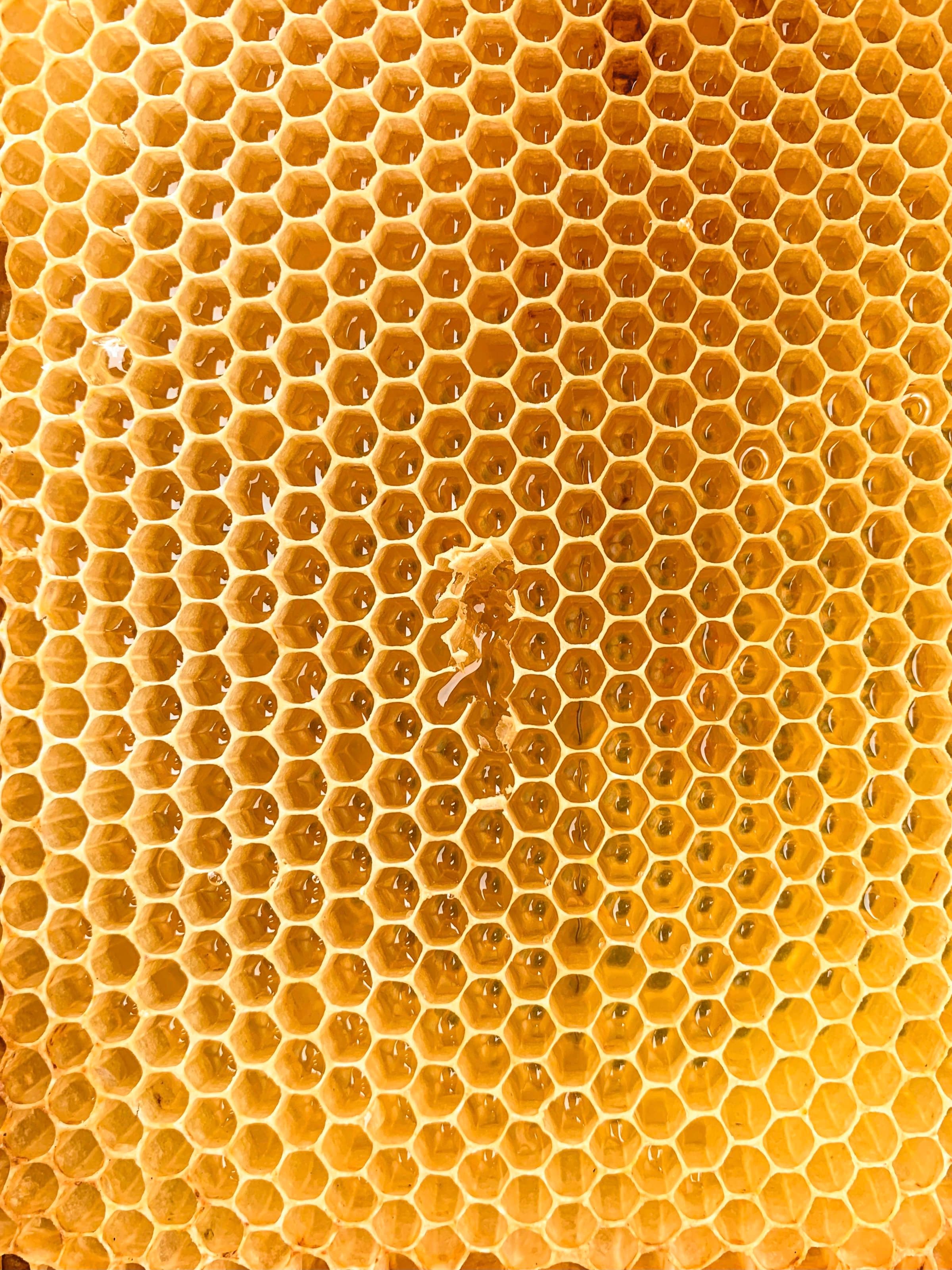 Honeycomb close-up showing wax cells in golden light